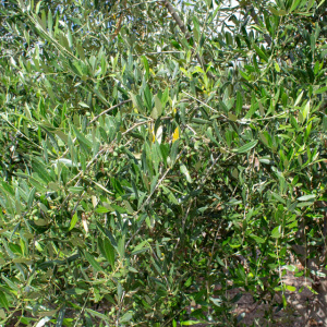I-22<sup>P</sup> Detalle