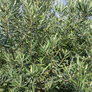 Imperial Clon I-23<sup>®</sup> Detalle