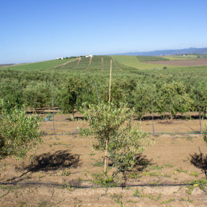 I-47<sup>P</sup> Árbol