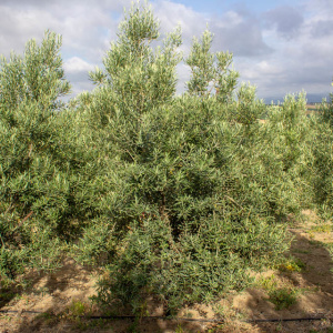Imperial Clon I-23<sup>®</sup> Árbol