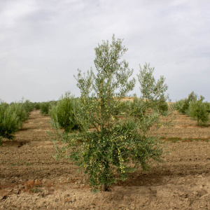 Manzanillo Cacereño Clon I-57<sup>®</sup> Árbol
