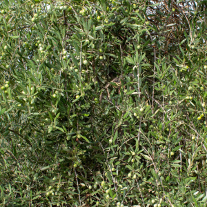 Sikitita<sup>P</sup> Detalle