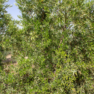 Arbosana Clon I-43<sup>®</sup> Detalle