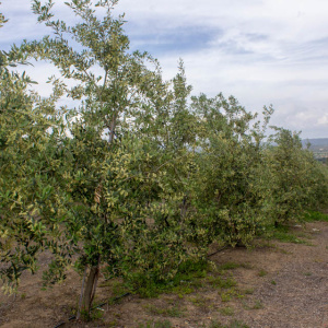 Picudo I-59<sup>®</sup> Líneo