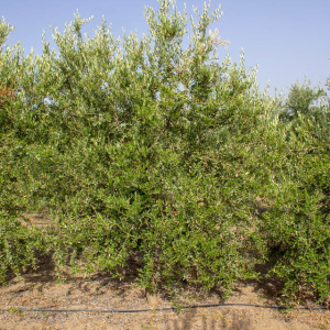 I-17<sup>P</sup> Árbol