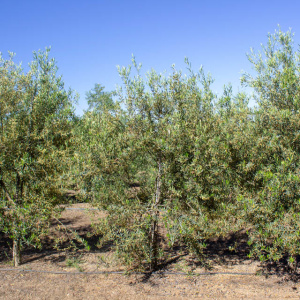 I-44<sup>P</sup> Árbol
