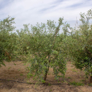 I-48<sup>P</sup> Árbol