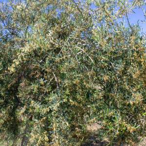 I-36<sup>P</sup> Detalle