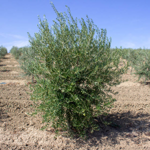 I-96<sup>P</sup> Árbol