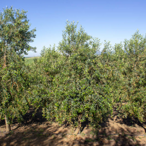 Arbequina Clon I-21<sup>®</sup> Árbol