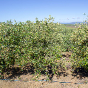 I-49<sup>P</sup> Árbol
