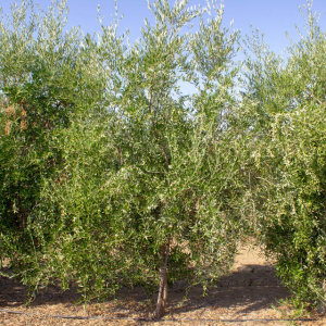 I-20<sup>P</sup> Árbol