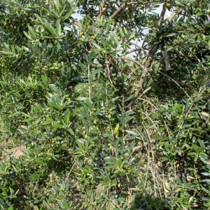 I-14<sup>P</sup> Detalle