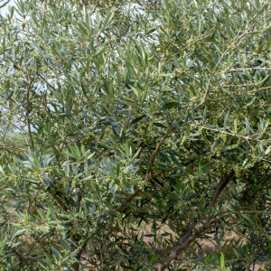 Picual I-11<sup>®</sup> Detalle