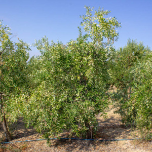 I-49<sup>P</sup> Árbol