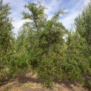 I-51<sup>P</sup> Árbol