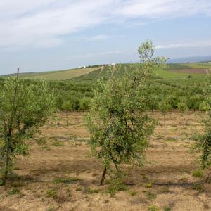 I-12<sup>P</sup> Árbol