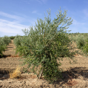 Pico Limón I-63<sup>®</sup> Árbol