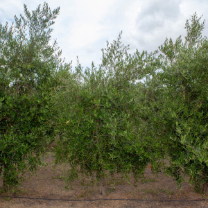 I-19<sup>P</sup> Árbol