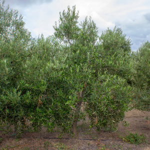 I-41<sup>P</sup> Árbol