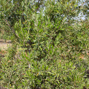 I-13<sup>P</sup> Detalle