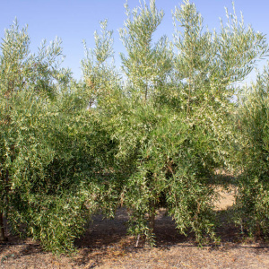 I-41<sup>P</sup> Árbol