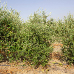I-48<sup>P</sup> Árbol