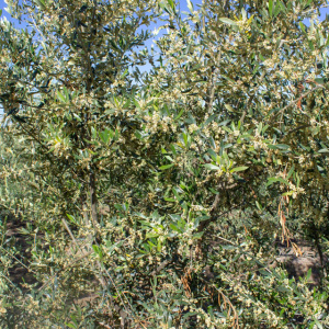 Blanqueta Clon I-55<sup>®</sup> Detalle
