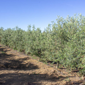 Arróniz Clon I-65<sup>®</sup> Líneo