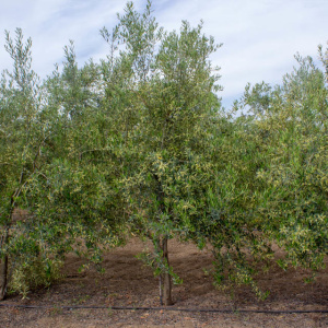I-44<sup>P</sup> Árbol