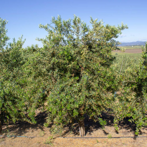 I-30<sup>P</sup> Árbol