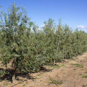 Manzanillo Cacereño Clon I-57<sup>®</sup> Líneo