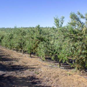 I-30<sup>P</sup> Líneo