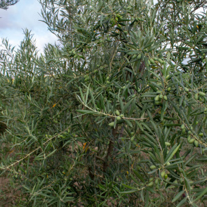 Callosina Clon I-69<sup>®</sup> Detalle