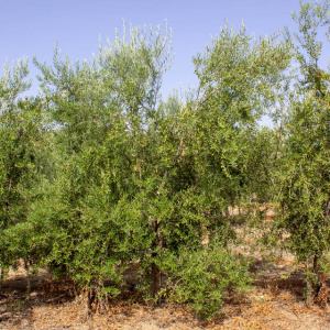 I-36<sup>P</sup> Árbol