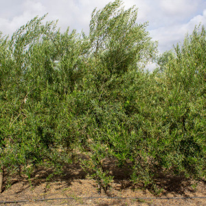 I-44<sup>P</sup> Árbol