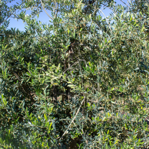 I-28<sup>P</sup> Detalle