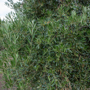 I-24<sup>P</sup> Detalle
