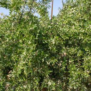 I-15<sup>P</sup> Detalle