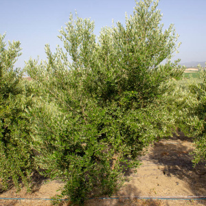 I-15<sup>P</sup> Árbol