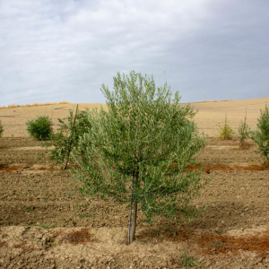 I-10<sup>P</sup> Árbol