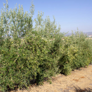 I-25<sup>P</sup> Líneo