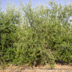 I-28<sup>P</sup> Árbol