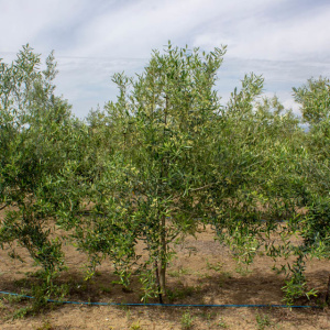 Coratina I-114<sup>®</sup> Árbol