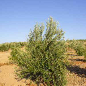 Pico Limón I-63<sup>®</sup> Árbol