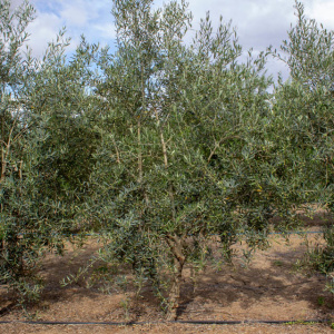 Hojiblanca I-53<sup>®</sup> Árbol