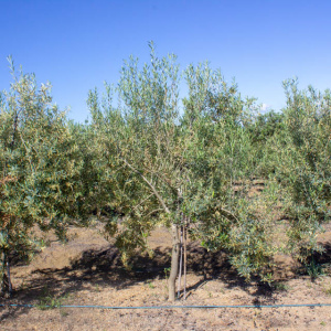 I-26<sup>P</sup> Árbol