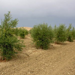 Arbequina Clon I-21<sup>®</sup> Líneo