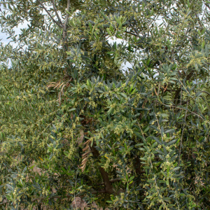 I-28<sup>P</sup> Detalle