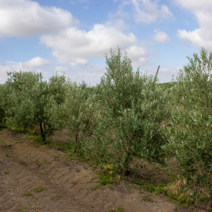 Cornezuelo Jaén I-58<sup>®</sup> Líneo